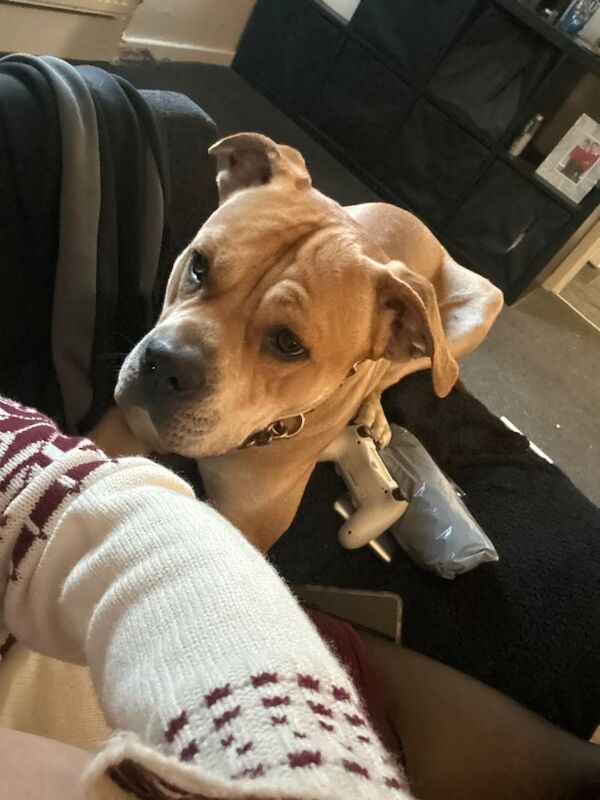 Cane Corso puppies for sale in Wakefield, West Yorkshire – 1 year old - Image 2 of 4