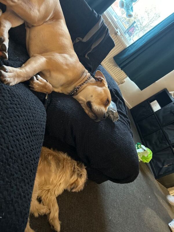 Cane Corso puppies for sale in Wakefield, West Yorkshire – 1 year old - Image 3 of 4