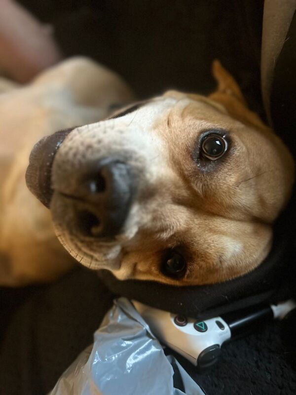 Cane Corso puppies for sale in Wakefield, West Yorkshire – 1 year old - Image 4 of 4