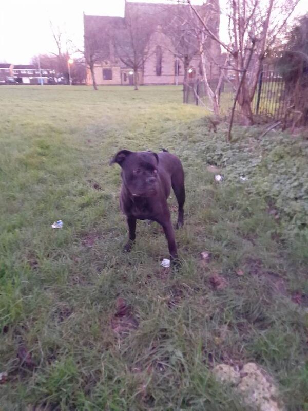 Cane Corso puppies for sale in South Shields, Tyne and Wear – 1 year old