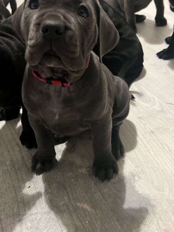 Cane Corso puppies for sale in Peterlee, Durham – 7 weeks old