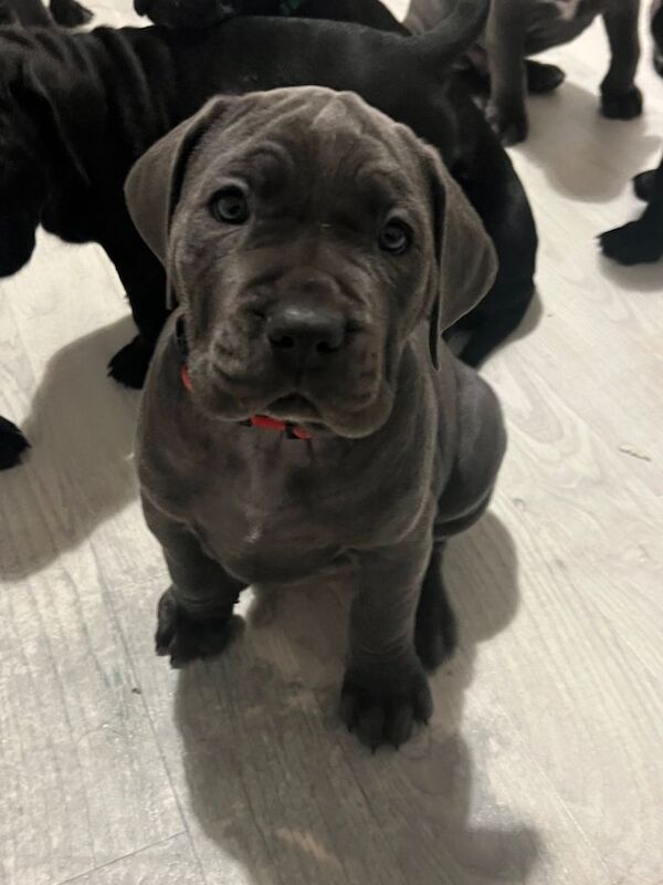 Cane Corso puppies for sale in Peterlee, Durham – 7 weeks old - Image 2 of 6