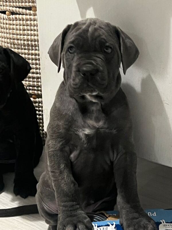 Cane Corso puppies for sale in Peterlee, Durham – 7 weeks old - Image 3 of 6