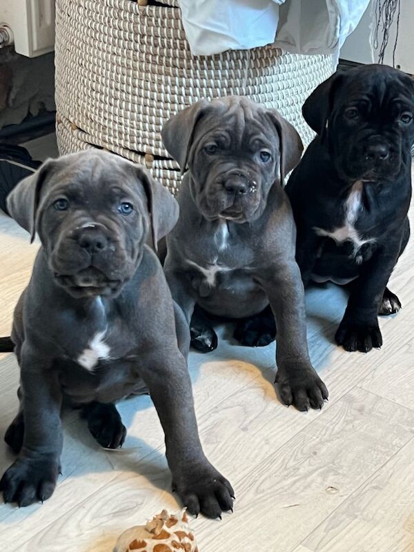 Cane Corso puppies for sale in Peterlee, Durham – 7 weeks old - Image 4 of 6