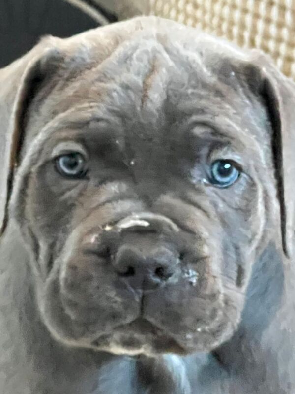 Cane Corso puppies for sale in Peterlee, Durham – 7 weeks old - Image 6 of 6