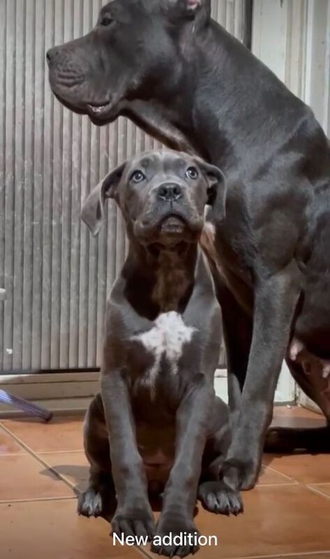 Cane Corso puppies for sale in Redditch, Worcestershire – 4 months old