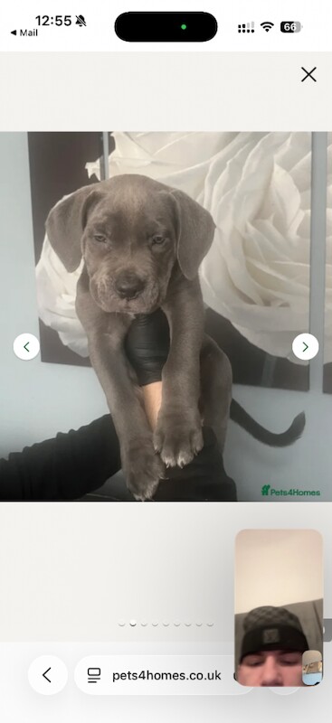 Cane Corso puppies for sale in Redditch, Worcestershire – 4 months old - Image 2 of 5