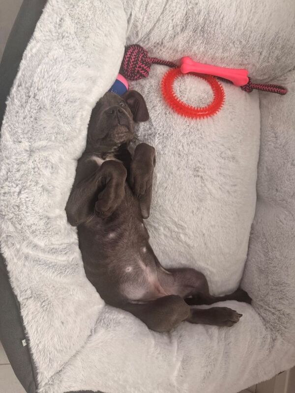 Cane Corso puppies for sale in Redditch, Worcestershire – 4 months old - Image 3 of 5