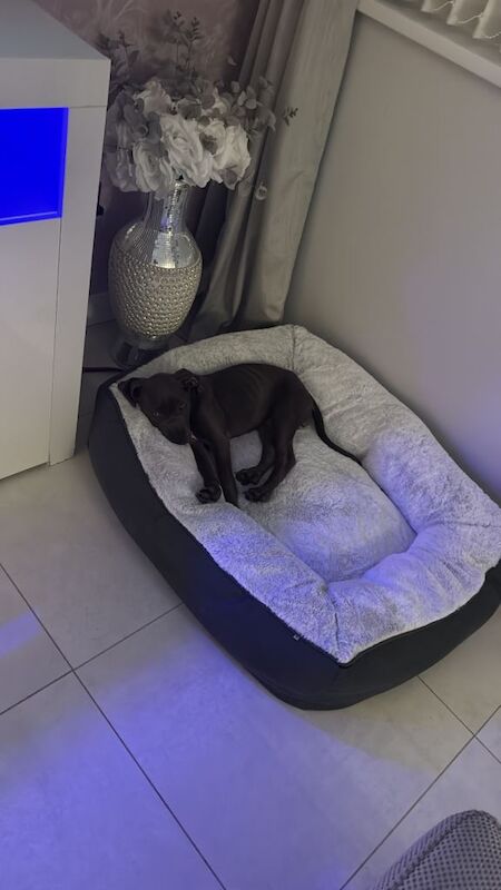 Cane Corso puppies for sale in Redditch, Worcestershire – 4 months old - Image 4 of 5