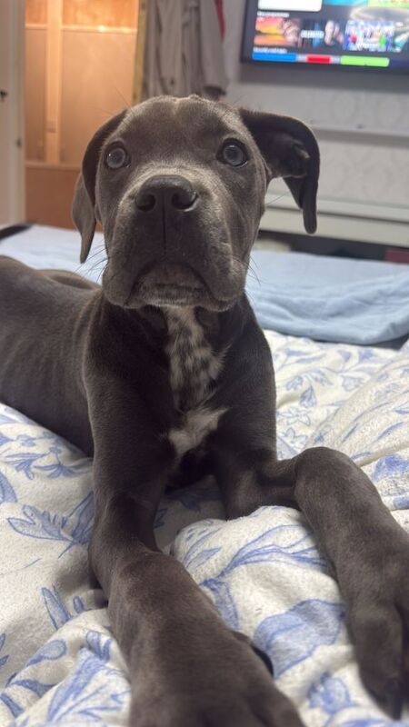 Cane Corso puppies for sale in Redditch, Worcestershire – 4 months old - Image 5 of 5