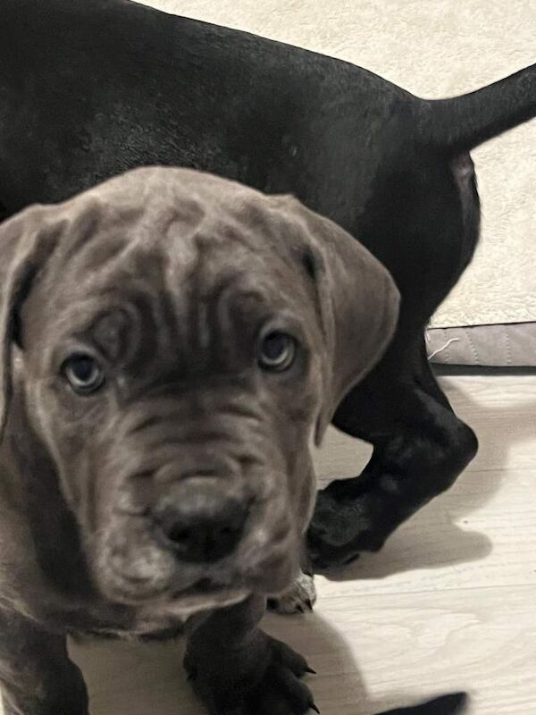 Cane Corso puppies for sale in Peterlee, Durham – 10 weeks old
