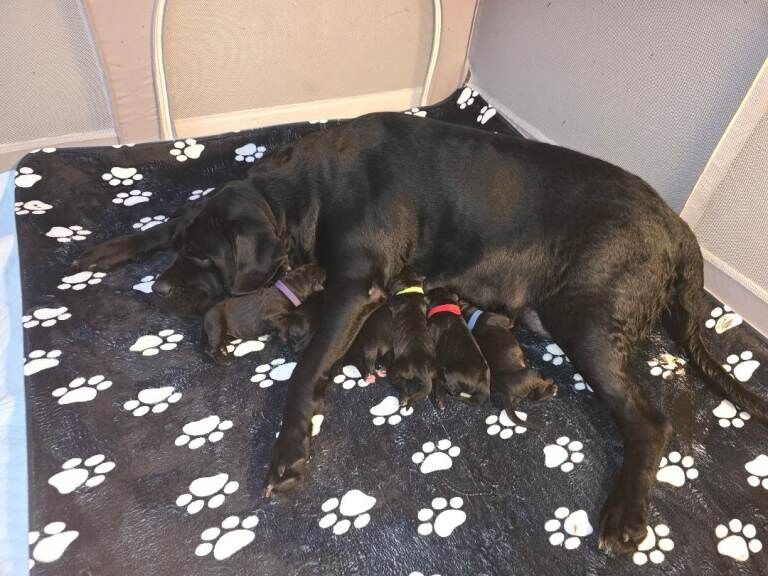 Cane Corso puppies for sale in Blackpool, Lancashire – 1 week old