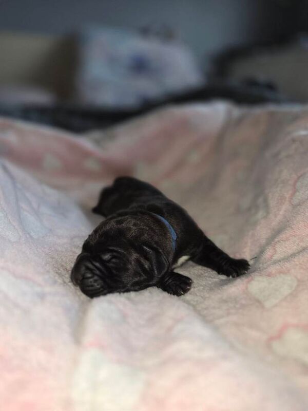 Cane Corso puppies for sale in Blackpool, Lancashire – 1 week old - Image 2 of 5