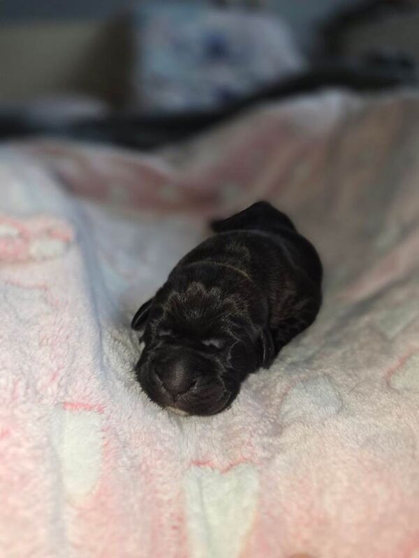 Cane Corso puppies for sale in Blackpool, Lancashire – 1 week old - Image 4 of 5