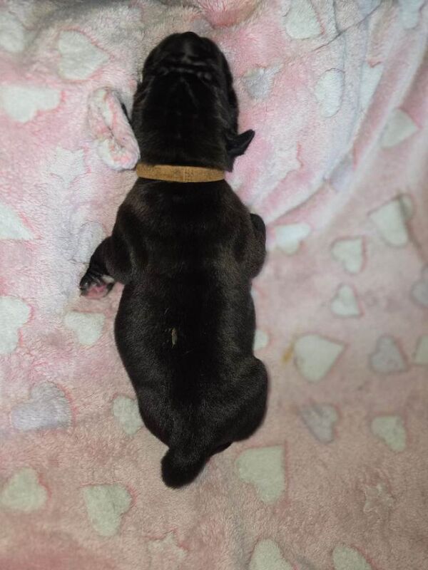 Cane Corso puppies for sale in Blackpool, Lancashire – 1 week old - Image 5 of 5