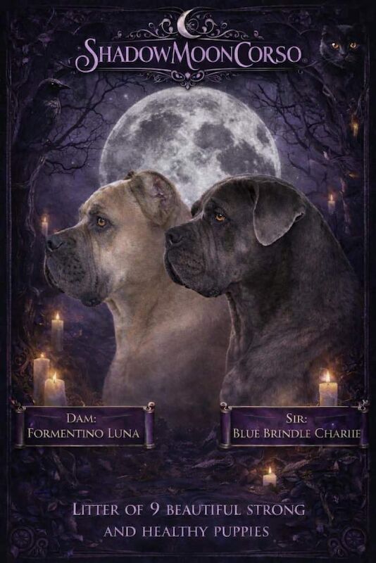 Cane Corso puppies for sale in Hullbridge, Essex – 4 weeks old