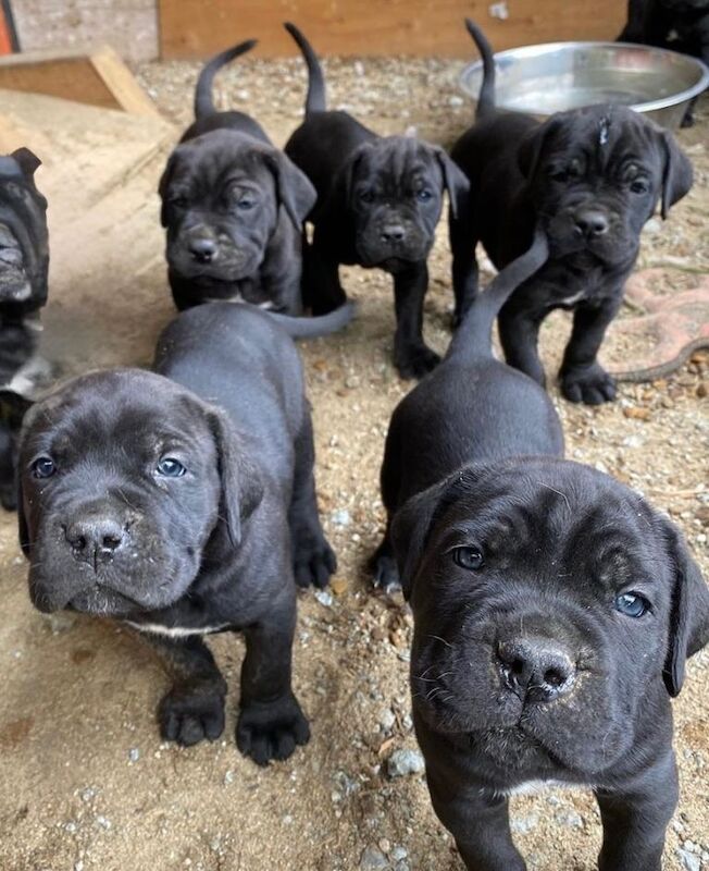 Cane Corso puppies for sale in Warsop Vale, Nottinghamshire β 10 weeks old