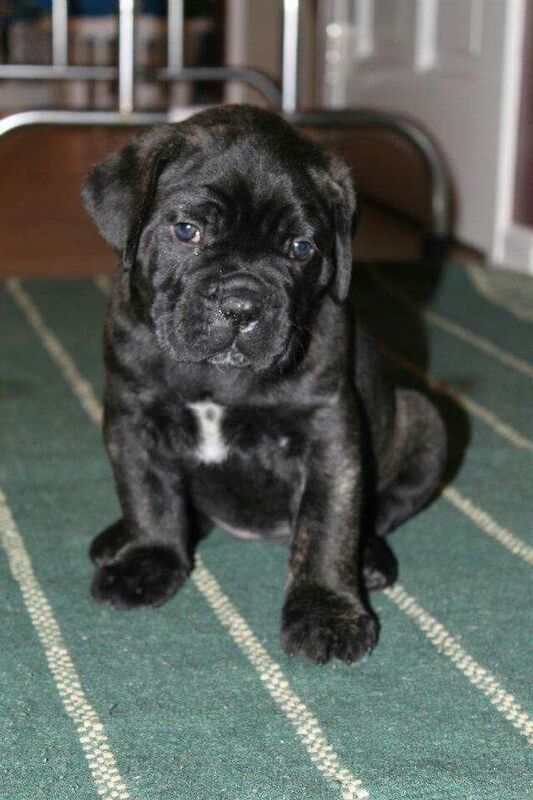 Cane Corso puppies for sale in Warsop Vale, Nottinghamshire – 10 weeks old - Image 3 of 3