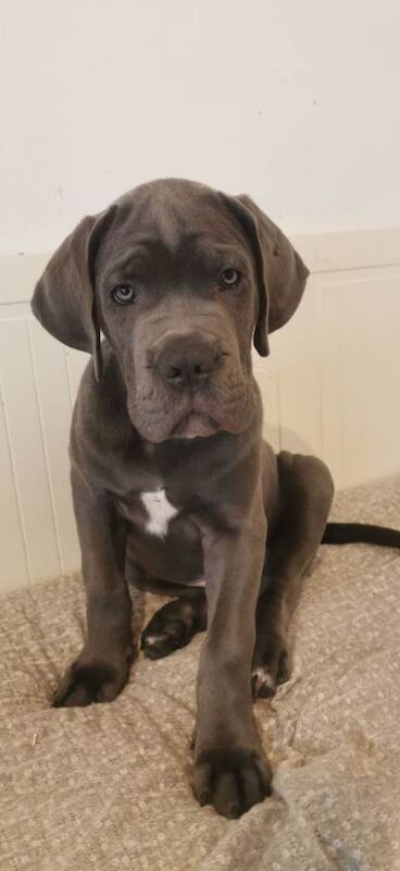 Cane Corso puppies for sale in Harrow, London – 11 weeks old