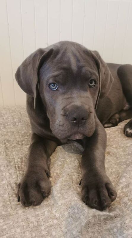 Cane Corso puppies for sale in Harrow, London – 11 weeks old - Image 2 of 3