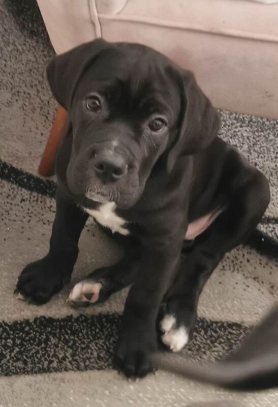 Cane Corso puppies for sale in Harrow, London – 11 weeks old - Image 3 of 3