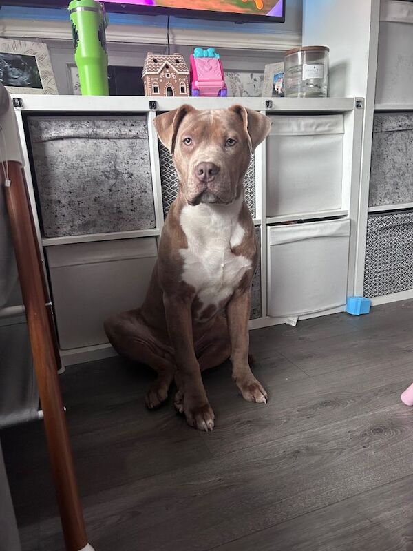 Cane Corso - Image 2 of 4