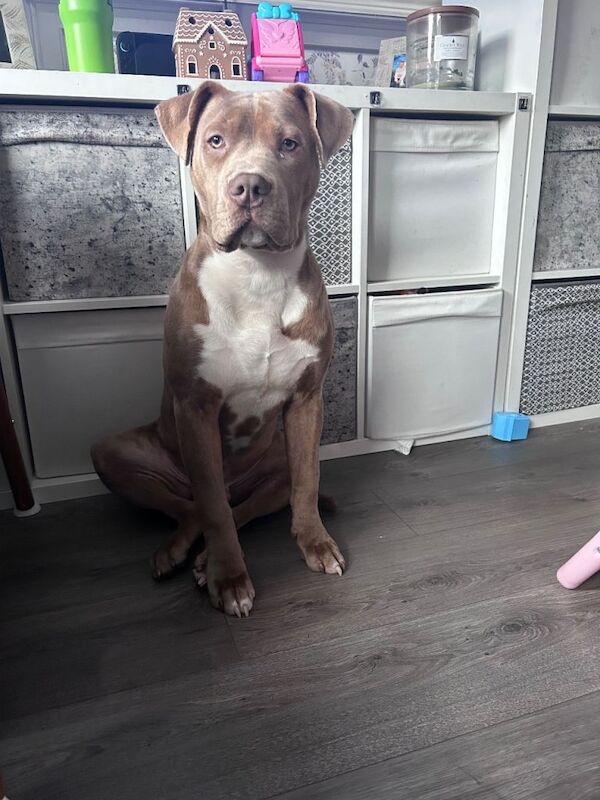 Cane Corso - Image 3 of 4