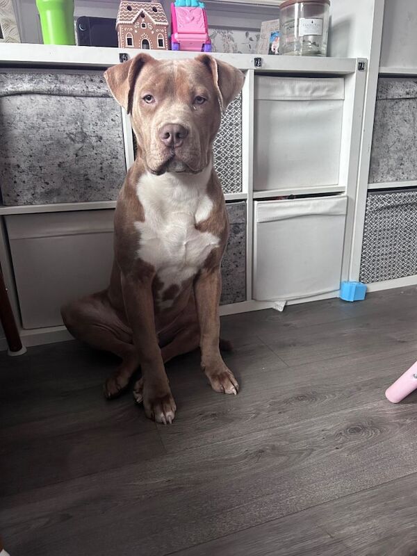 Cane Corso - Image 4 of 4