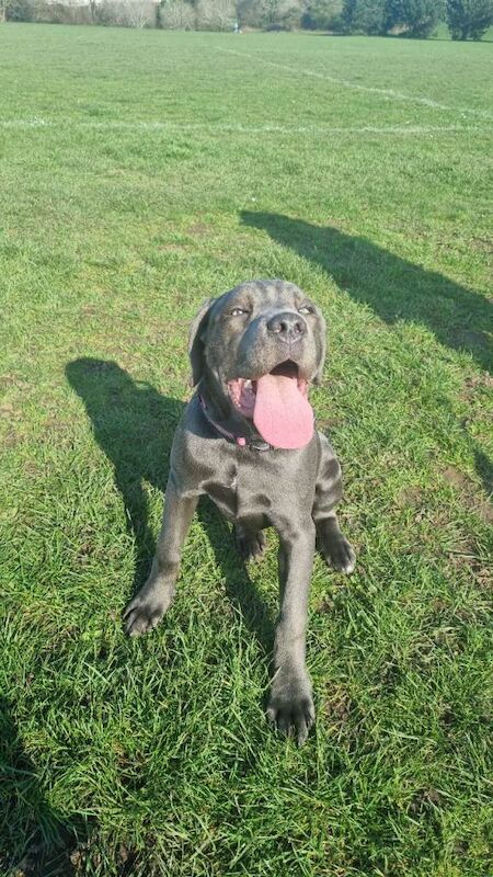 Cane Corso Puppies For Sale Under £1,000