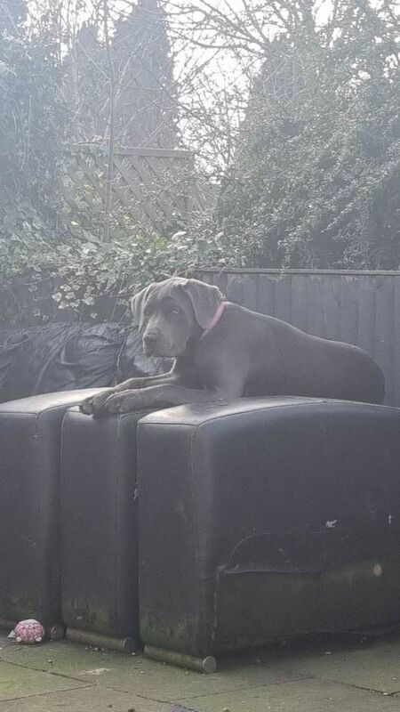 Cane corso - Image 2 of 4