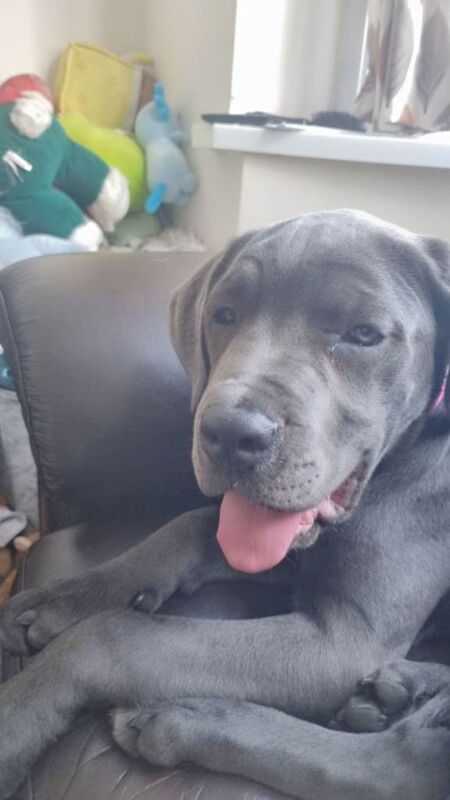 Cane corso - Image 3 of 4