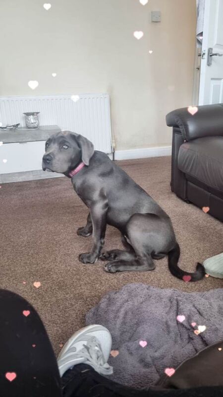 Cane corso - Image 4 of 4