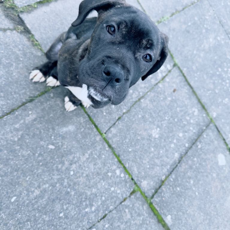 Cane corso - Image 2 of 4
