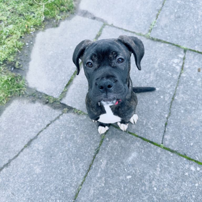 Cane corso - Image 3 of 4