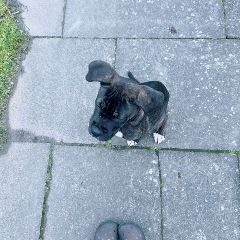 Cane corso - Image 4 of 4