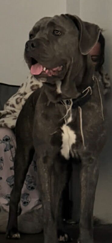 cane corso