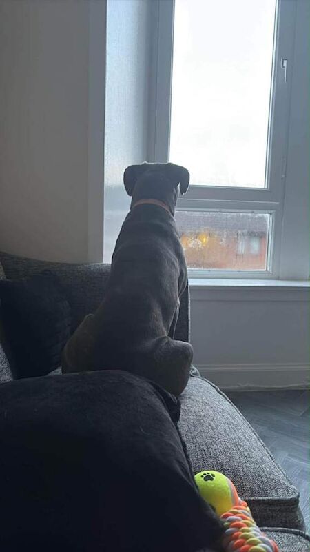 cane corso - Image 2 of 3