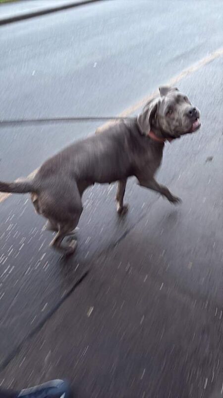 cane corso - Image 3 of 3
