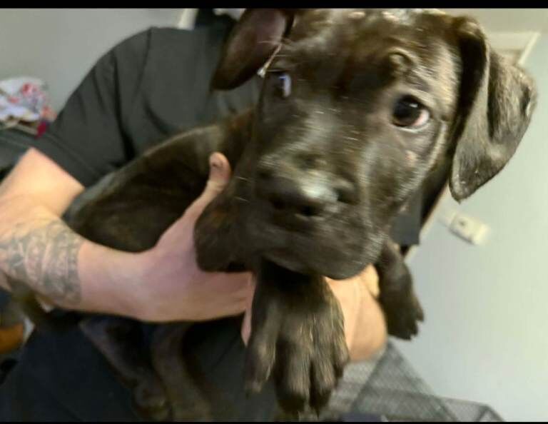 Cane corso - Image 2 of 5