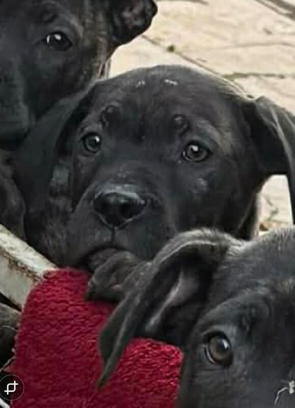 Cane corso - Image 3 of 5