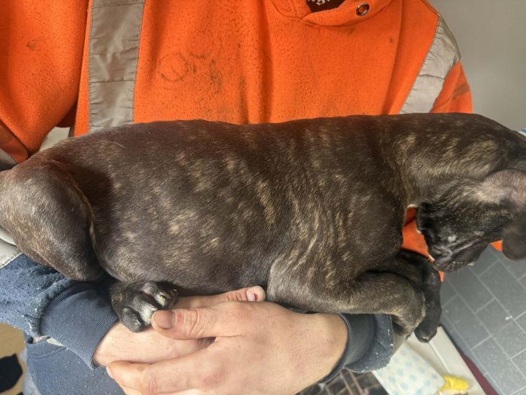 Cane corso - Image 5 of 5