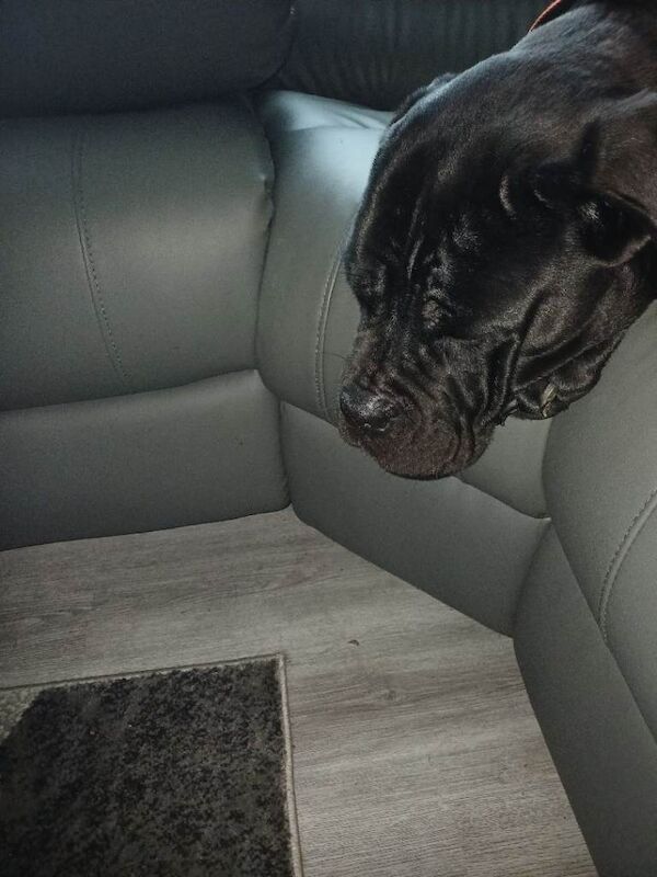 Cane corso