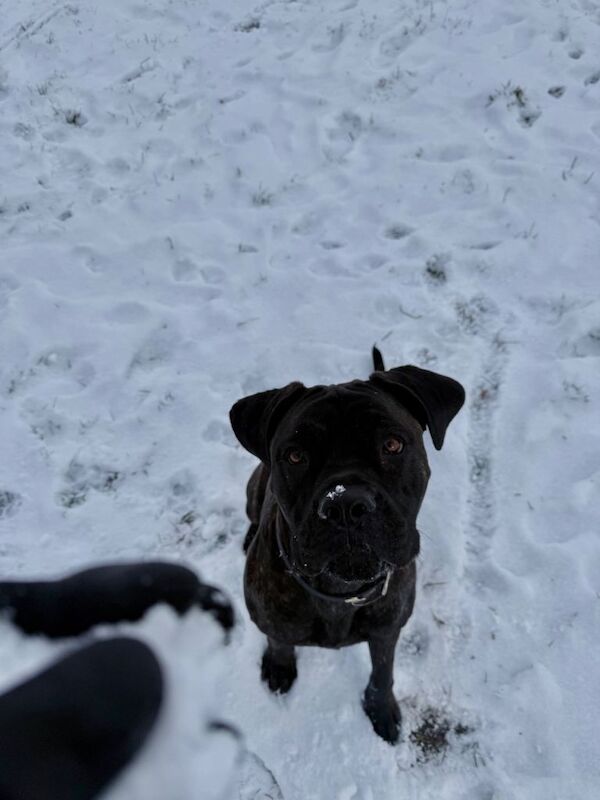 Cane Corso