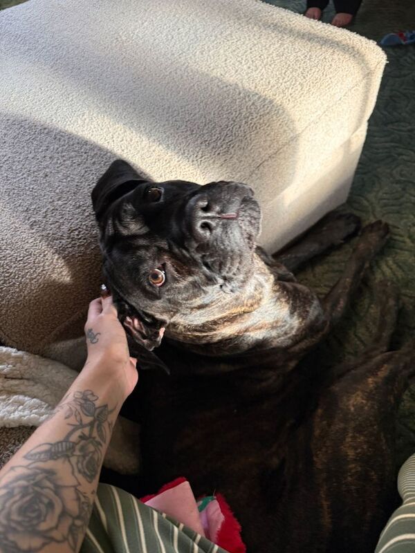 Cane Corso - Image 2 of 3