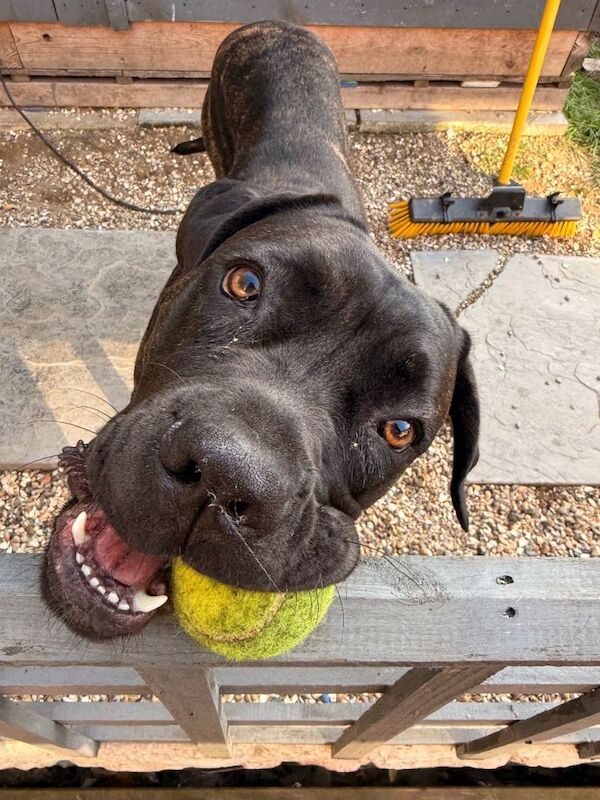 Cane Corso - Image 3 of 3