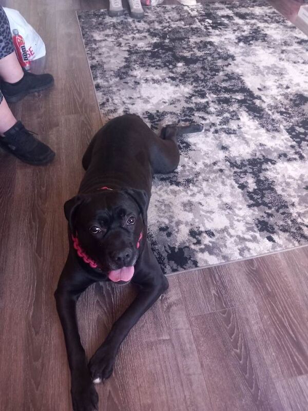 Cane corso