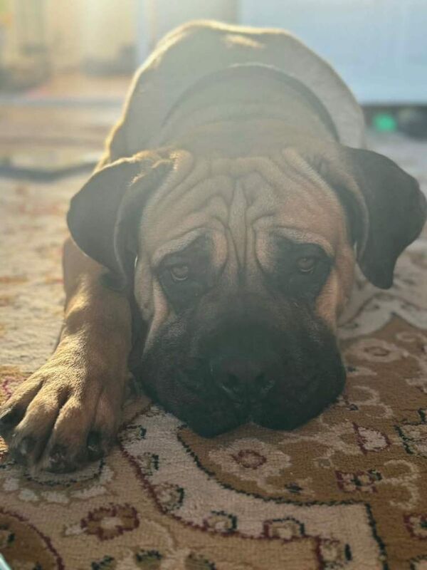 Cane Corso