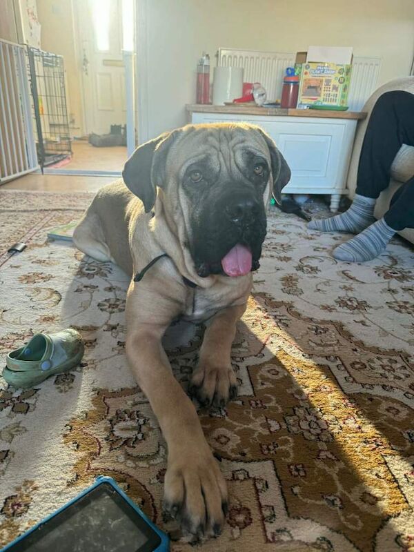 Cane Corso - Image 2 of 5