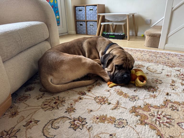 Cane Corso - Image 3 of 5