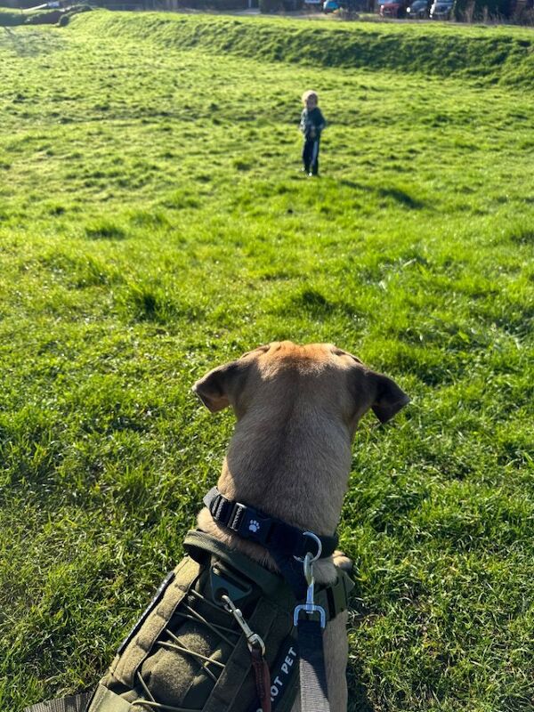 Cane Corso - Image 4 of 5